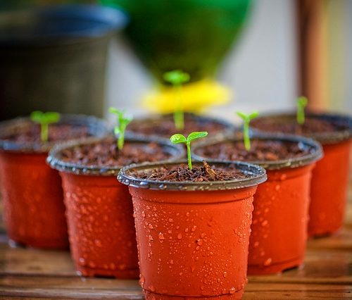 Trzy sposoby na wymarzony ogród