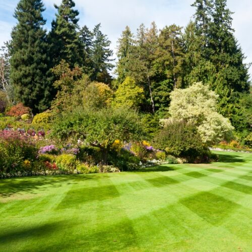Ogród w zgodzie z naturą – jakie rośliny wybrać, by dbać o środowisko?