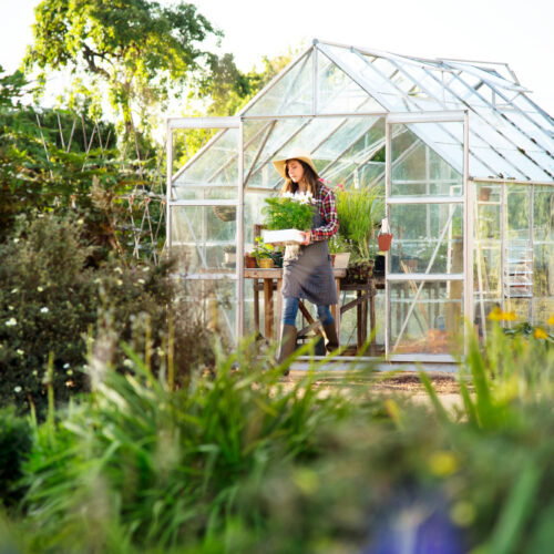 Szklarnia w Twoim ogrodzie – Świeże warzywa pod ręką: Poradnik kompleksowy dla początkujących ogrodników