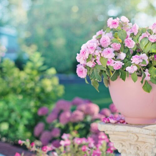 Kwiatowy Raj w Twoim Ogrodzie: Jak Stworzyć Idealne Miejsce Pełne Koloru i Zapachów