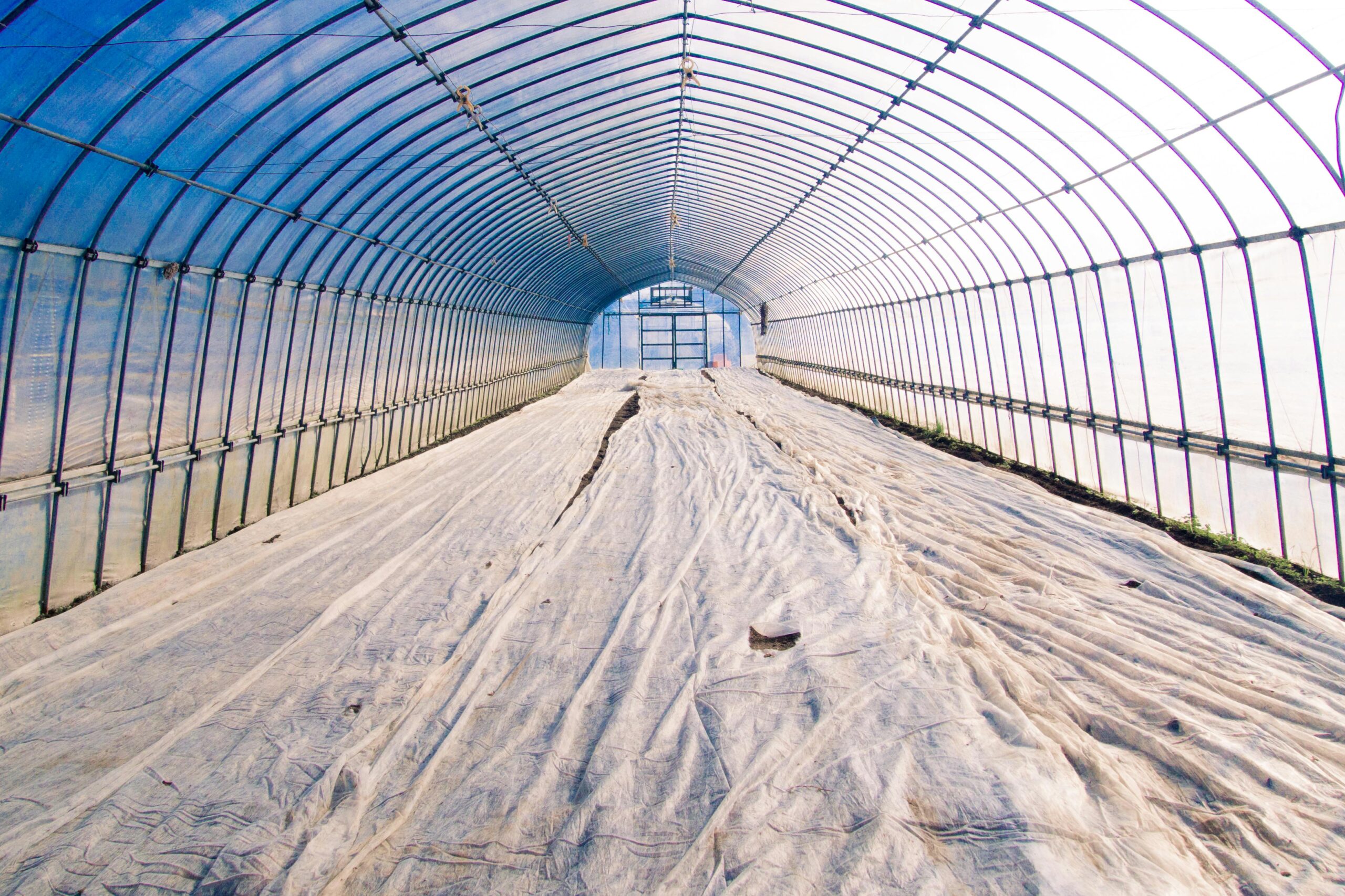 Czy warto zasypywać ziemię w szklarni śniegiem i jak ją zasilić na zimę?